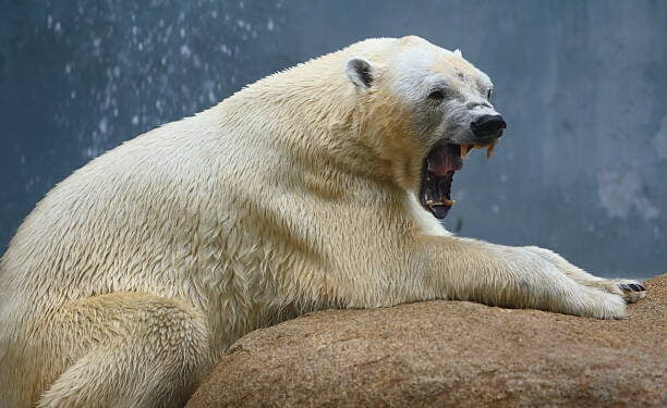 a very angry looking polar bear lying on a rock