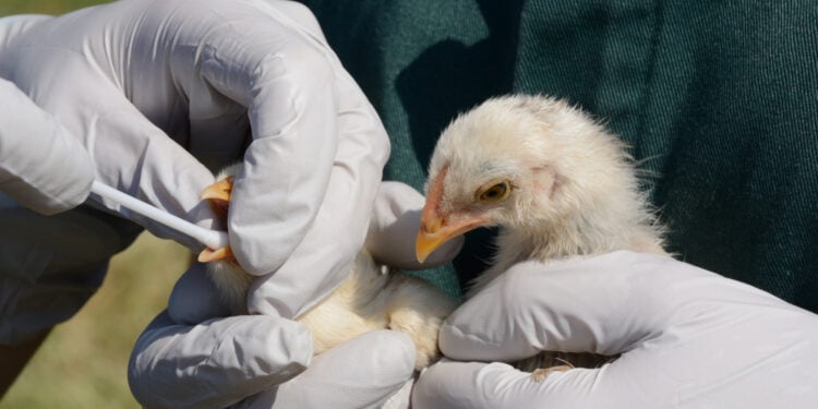 Swabbing mixed breed baby chicks to test for avian influenza