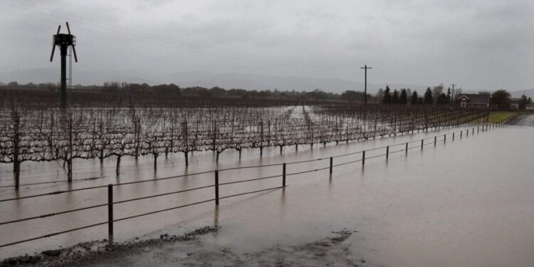 Fotografía de archivo en la que se registró la inundación de viñedos y caminos rurales en Sonoma (California, EE.UU.). . EFE/PETER. DASILVA