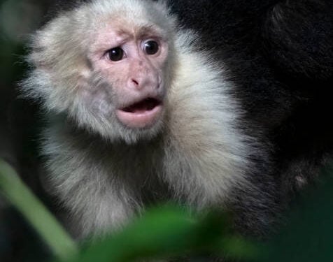 White faced capuchin monkey in a tree