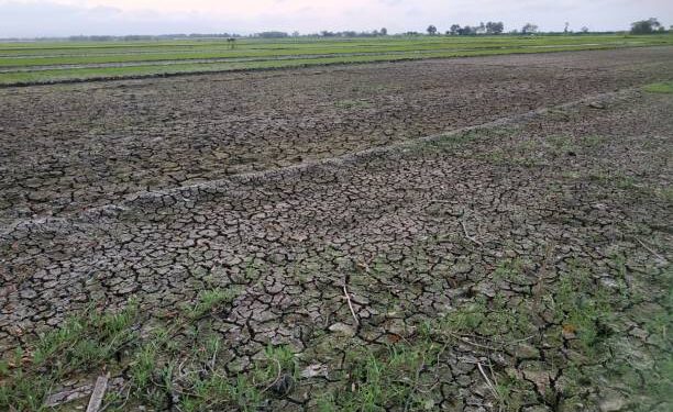 the drought that hit the rice fields, this is a photo of the rice fields that experience drought due to the hot weather in the dry season