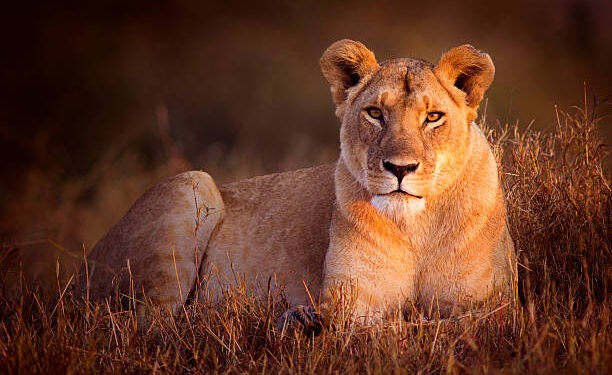 Lioness in dawn light - Masai Mara, Kenya