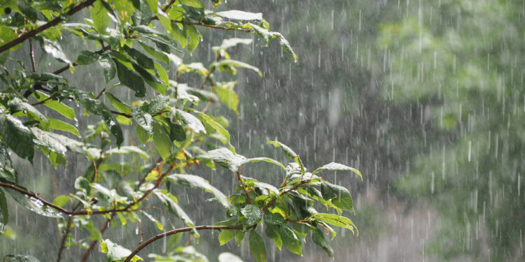 Shower in the garden. Downpour, pouring rain in the summer