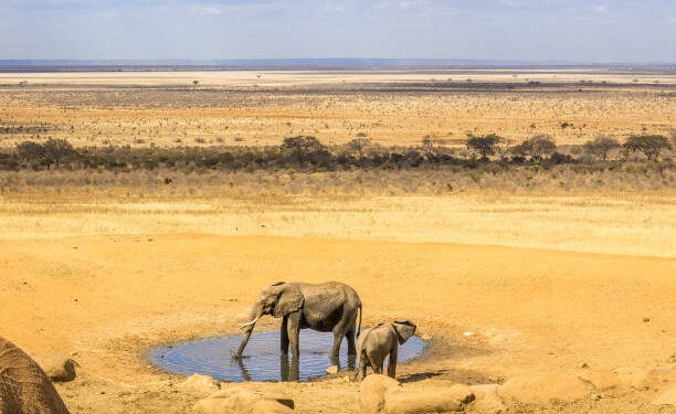 Herd of african elephants on savannah plains in Tsavo East park, Kenya