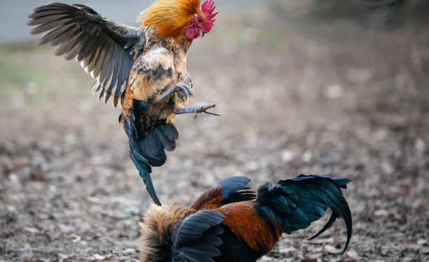 Two wild roosters fighting and jumping in the Western Spring park in Auckland