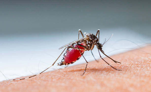 Close up a Mosquito sucking human blood_set B-4