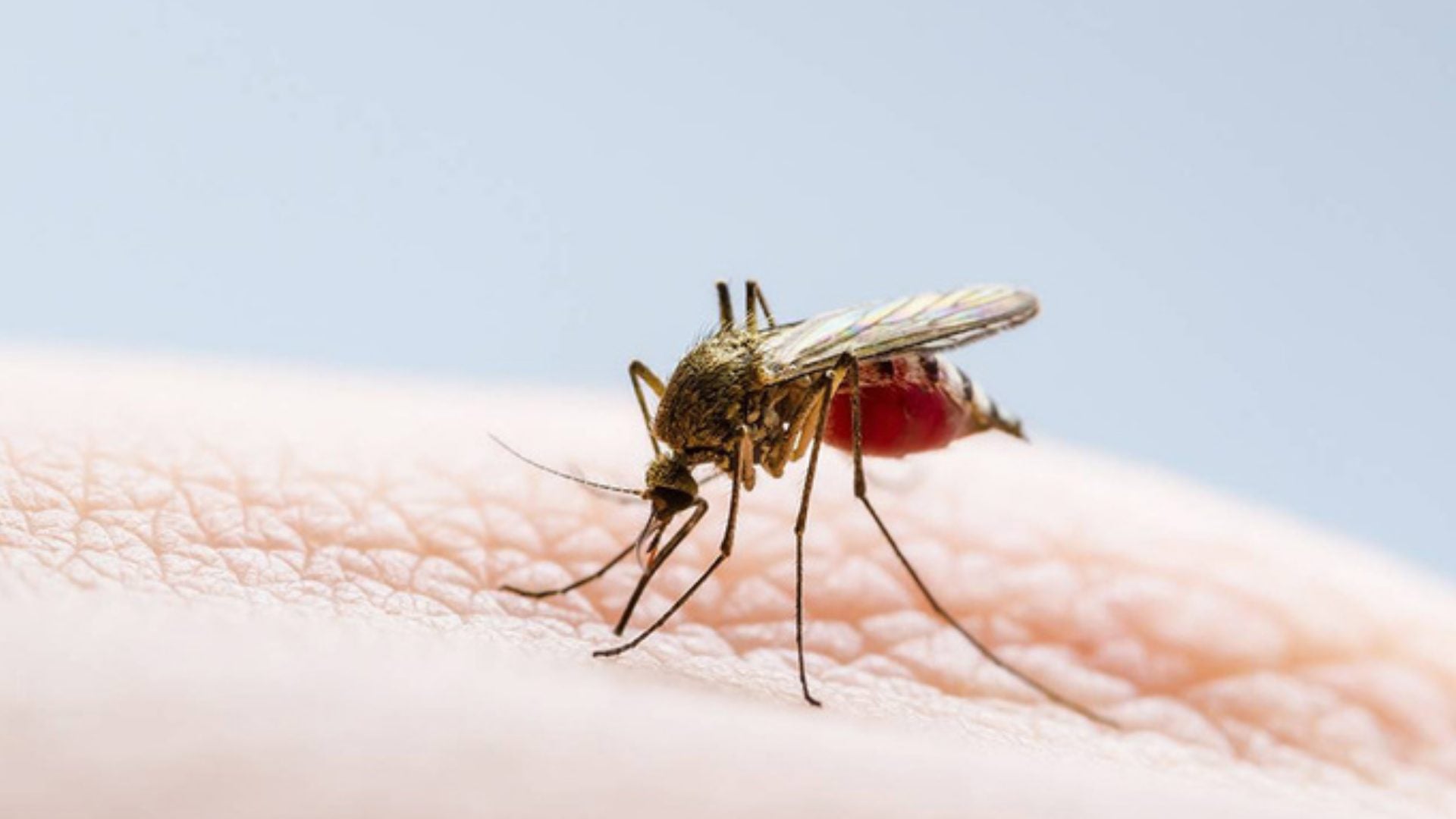 Salud Pública destaca baja incidencia de dengue en el país frente al promedio regional